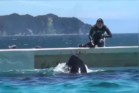 在日本水族馆观看虎鲸表演，收藏好值得纪念！视频封面