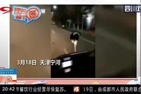 天津：奔跑吧 鸵鸟！大街上一只鸵鸟一路狂奔身姿矫健，惊呆路人视频封面