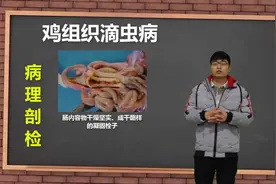 农村养鸡为啥怕寄生虫？全面认识鸡组织滴虫病，养鸡人再也不怕它