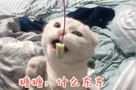 现在流行这样逗猫！揭秘花式逗猫新套路，满足猫主子的好奇心视频封面