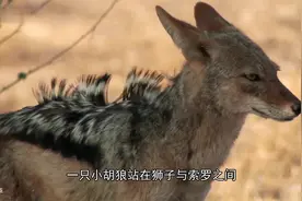 记录片：野狗的传奇故事视频封面