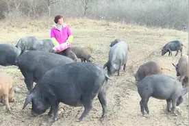 罕见！黑土猪野外放养竟引来野猪合成群视频封面