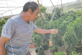 红豆杉买来当年带豆，为啥第二年就不结了？听农村媳妇说大实话视频封面