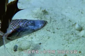 蓝色星球：鼠尾鳕鱼利用自身感应，追寻腐肉散发出来的味道视频封面