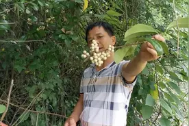 农村长在石头上的酸汤叶，叶子很酸，可以吃，还可以用来做酸菜！视频封面