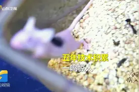 天方夜谭成真！小老鼠身上长出人的头皮，皮肤再生术拯救发迹线视频封面