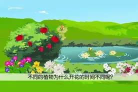 花钟三年级下册课文 部编版语文三年级下册视频教程 第17课 花钟视频封面