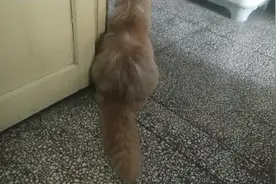 当你洗澡的时，你可能不知道你家的猫有多着急，它在门口守护着你视频封面