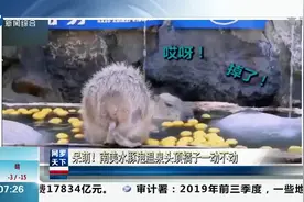 萌！南美水豚泡温泉头顶橘子一动不动，网友：不能低头，皇冠会掉