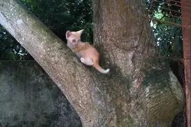 小猫在树上下不来，猫妈妈尝试了好几次都没能救下，猫妈妈急死了视频封面