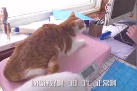 小猫打针怕疼，还没扎就大声哭喊，医生都蒙了视频封面