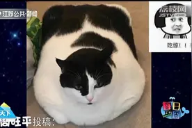 猫也爱“自拍”？可可爱爱的萌星人又来“耍宝”啦，一起来看视频封面