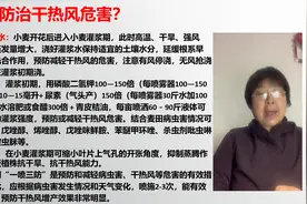 小麦最怕干热风，如何应对干热风？马老师这样说「农艺师讲农业」视频封面