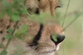 纪录片：非洲大猫的动物伏击战视频封面