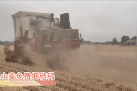 河南漯河麦子熟了，今年收割为啥便宜还免费捆秸秆，看看啥情况？视频封面