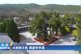 【春天里的黄帝陵】古柏焕生机 根系中华魂视频封面