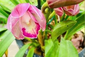 【静姐说花】 高锰酸钾与兰花