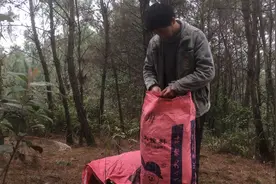 阿妈讲松毛没了！叫我到后山讨一些回来！你知道松毛用来干嘛吗？视频封面