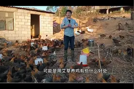 养鸡课堂：艾草煮水喂鸡，还真是帮了我们每一个养鸡的人！视频封面