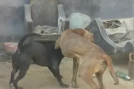斗犬之王比特VS狂爆战士加纳利犬视频封面