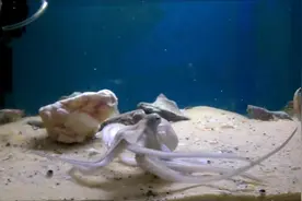 章鱼哥抓虾吃，八只爪子一伸就像天罗地网，小虾灵活躲避视频封面