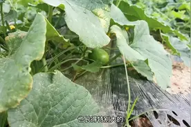 甜瓜露天种植如何修枝剪蔓，这样做结瓜多还漂亮，你学会没视频封面