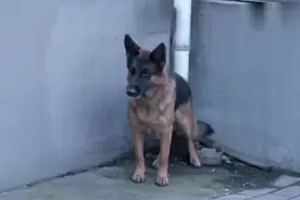 警花与猎犬：主人因公殉职，天狼发狂咬伤警察，如何才能制服它