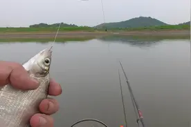 高清点波漂像，缓流水用长竿配点波漂，这鱼钓的太有意思了视频封面
