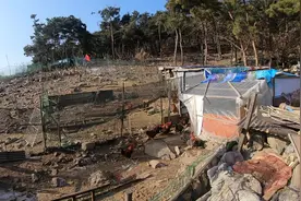 大连小伙来到农村买土鸡，老乡带到山上去抓鸡，鸡全在山顶视频封面