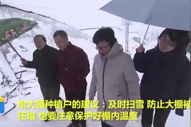 大雪来袭！聊城农业专家为小麦和大棚种植户带来建议，赶快来学学视频封面