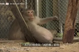 极度肥胖的动物 ! 胖到肚腩拖地的猴子视频封面