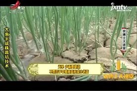 大葱 3：苗期的水肥管理：看天，看地，看苗，看移栽时间视频封面