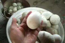 农村养鸭户那里买鸭蛋，这些鸭蛋好大，鹅蛋更大，两个半斤的视频封面