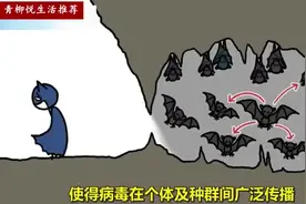 为什么蝙蝠会携带那么多病毒，为什么会传染人类？蝙蝠表示很无奈视频封面