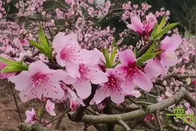 耍郊 | 春游龙泉 桃花正好图片
