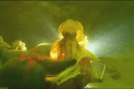 纪录片：小章鱼的一生视频封面