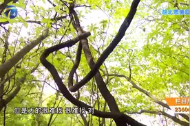 恩施大山中藏着“宝贝”！探寻正宗野生葛根，挑选优质葛根粉视频封面