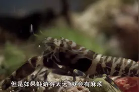 自然世界自然界的完美搭档：在自然界战场上，保护至关重要视频封面