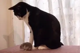 把仓鼠和猫咪养在一起结果会怎样？结局好意外，被暖到了视频封面