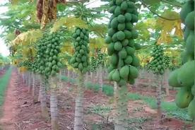 木瓜种植生产过程 值得学习啊视频封面