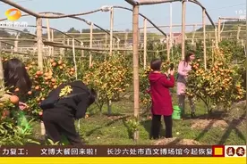 衡阳一百万斤沃柑滞销，各方联动协助，将果园变成直播间带货推广视频封面