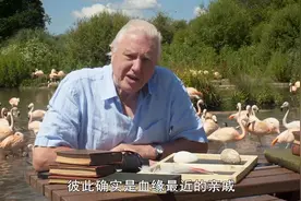纪录片：火烈鸟独特的外观由他们的饮食决定视频封面