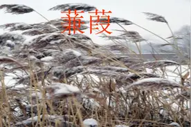 部编版八年级语文下册古诗词预习  《蒹葭》视频封面