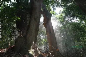 秘境寻踪，带你探寻海南热带雨林的“奇妙世界”视频封面