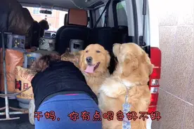 金毛终于见到媳妇，场面太甜美，看来狗狗也有爱情视频封面
