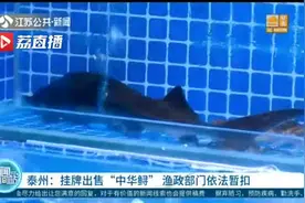 水产店出售“中华鲟”，一斤29.99元 泰州渔政部门依法暂扣视频封面