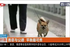 成都：一住户养了几十条狗 狗叫声扰得四邻不安 小区住户苦不堪言视频封面