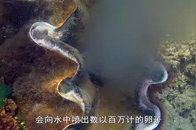 南太平洋：长砗磲可以存活五十多年