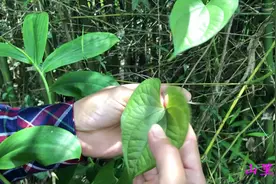 野生山药认识吗?其实它有真假两种，看看小伙怎样分辨的视频封面