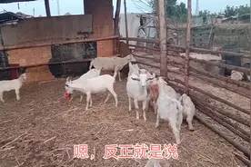 新手养羊多少只起步好？20只还是100只？听下大笨钟的肺腑之言视频封面